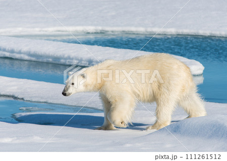 Polar bear on the pack ice Polar bear on the pack ice 111261512