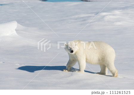 Polar bear on the pack ice Polar bear on the pack ice 111261525
