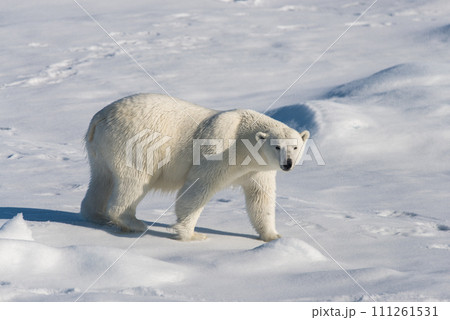 Polar bear on the pack ice 111261531