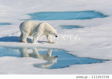 Polar bear on the pack ice Polar bear on the pack ice 111261536