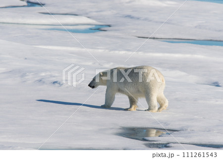 Polar bear on the pack ice 111261543