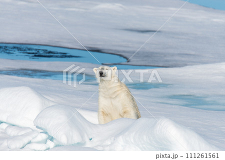 Polar bear sitting Polar bear sitting 111261561