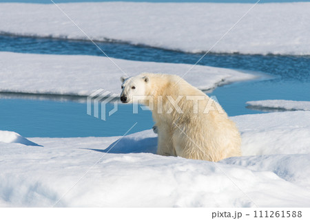 Polar bear sleeping on ice with snow in Arctic 111261588