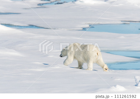 Polar bear on the pack ice Polar bear on the pack ice 111261592