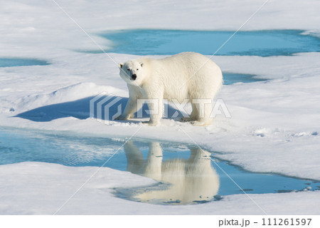 Polar bear on the pack ice Polar bear on the pack ice 111261597