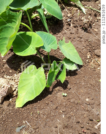 里芋にハスモンヨトウの幼虫 111261639