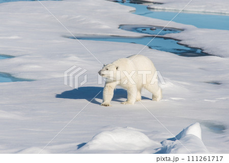 Polar bear on the pack ice Polar bear on the pack ice 111261717