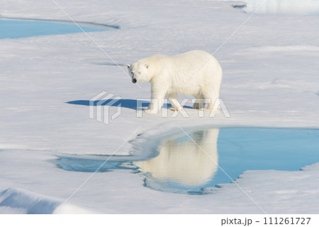 Polar bear on the pack ice 111261727