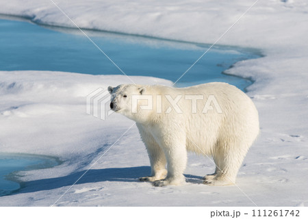 Polar bear on the pack ice Polar bear on the pack ice 111261742