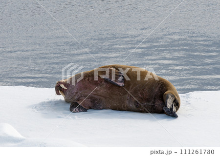 Walrus on ice 111261780