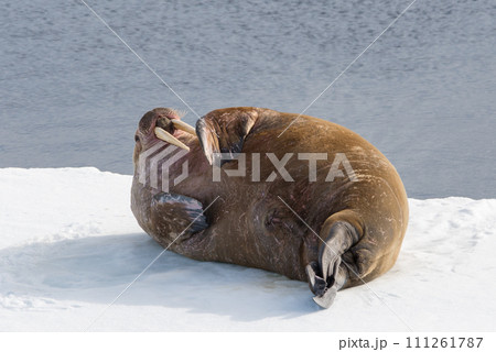 Walrus on ice Walrus on ice 111261787