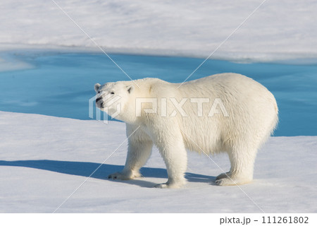Polar bear on the pack ice Polar bear on the pack ice 111261802