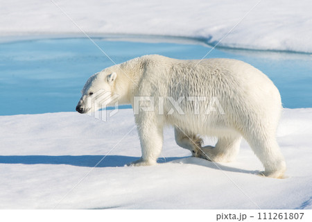 Polar bear on the pack ice 111261807