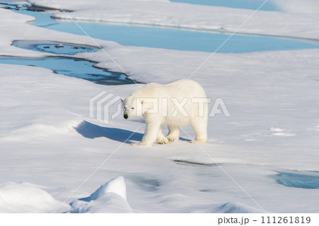 Polar bear on the pack ice 111261819