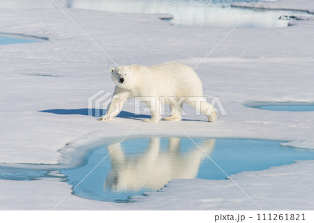 Polar bear on the pack ice Polar bear on the pack ice 111261821