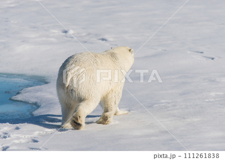 Polar bear on the pack ice 111261838