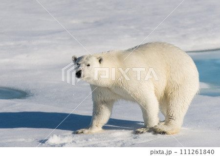 Polar bear on the pack ice Polar bear on the pack ice 111261840