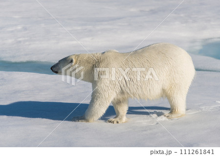 Polar bear on the pack ice 111261841