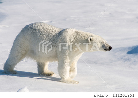 Polar bear on the pack ice Polar bear on the pack ice 111261851