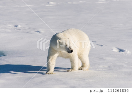 Polar bear on the pack ice 111261856