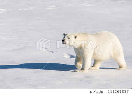 Polar bear on the pack ice Polar bear on the pack ice 111261857