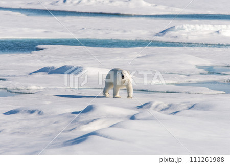 Polar bear on the pack ice Polar bear on the pack ice 111261988