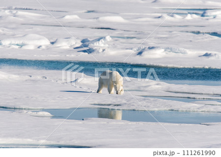 Polar bear on the pack ice 111261990