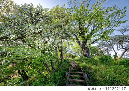 シロヤシオツツジ咲く丹沢・檜洞丸稜線の登山道 111262147