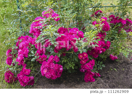 Beautiful purple rose bush blooming in the summer garden 111262909