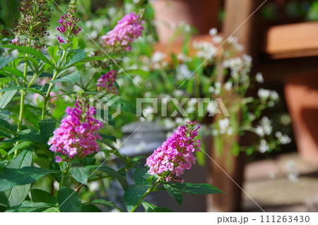 矮性のブッドレア 111263430