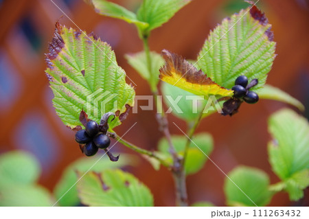 シロヤマブキの実 シロヤマブキの実 111263432