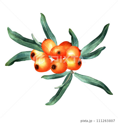 Composition of sea buckthorn orange berries and leaves. Hand drawn botanical watercolor illustration isolated on white background. For clip art cards menu label package Composition of sea buckthorn orange berries and leaves. Hand drawn botanical watercolor illustration isolated on white background. For clip art cards menu label package 111263807