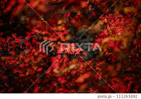 暗い背景に浮かぶ真っ赤な紅葉 暗い背景に浮かぶ真っ赤な紅葉 111263892