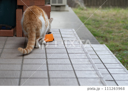 ご飯を食べる猫 茶トラ白 ご飯を食べる猫 茶トラ白 111263968