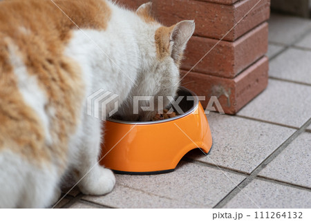 ご飯を食べる猫　茶トラ白 111264132