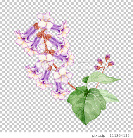 泡桐花圖水彩插圖 111264133