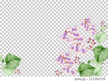 Paulownia flower background frame watercolor illustration 111264139