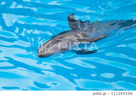dolphin swimming 111264566