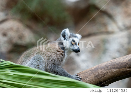 beautiful lemur 111264583