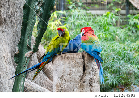 beautiful parrots 111264593