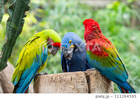 beautiful parrots 111264595