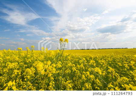 field with blooming rapeseed 111264793