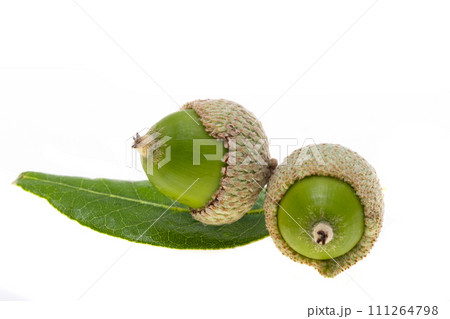 holm oak acorn isolated holm oak acorn isolated 111264798