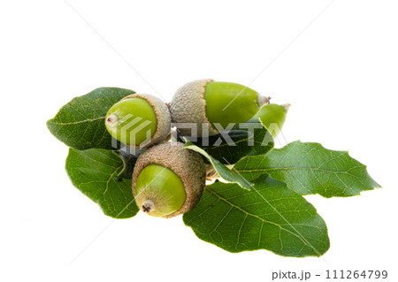 holm oak acorn isolated holm oak acorn isolated 111264799