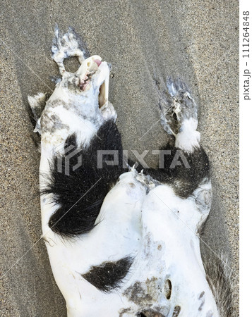 Dead badger washed up on Narin Strand in County Dnegal, Ireland 111264848