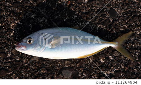 堤防ルアー釣り釣果シマアジ釣果 堤防ルアー釣り釣果シマアジ釣果 111264904
