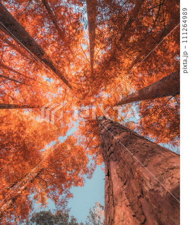 まっすぐと空まで伸びる紅葉したメタセコイアの林(生田緑地)2 まっすぐと空まで伸びる紅葉したメタセコイアの林(生田緑地)2 111264989