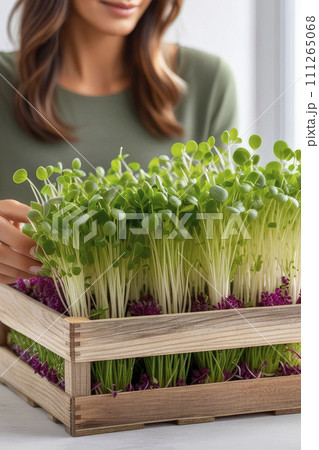 Fresh organic microgreens in womans hands for salads or recipes. 111265068