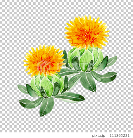 Safflower safflower illustration watercolor illustration Safflower safflower illustration watercolor illustration 111265221