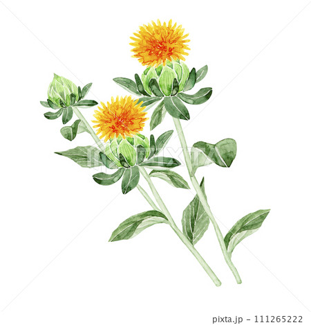 紅花 ベニバナ 挿絵 水彩 イラスト 紅花 ベニバナ 挿絵 水彩 イラスト 111265222